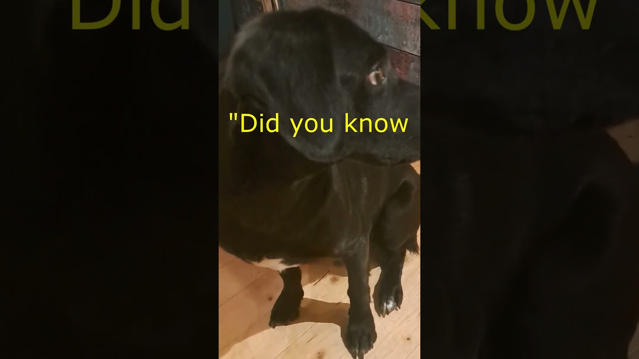 Wise Dog Quote @ MotleyHoundMansion - Originalsound Destiny´s Chis - I am your doggie 