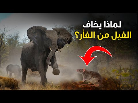 فيديو: لماذا تخاف الفيلة من الفئران؟