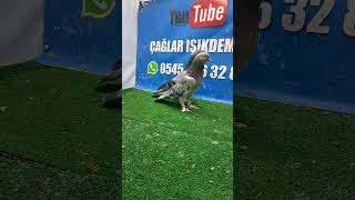 Canlı yayından öne çıkan video