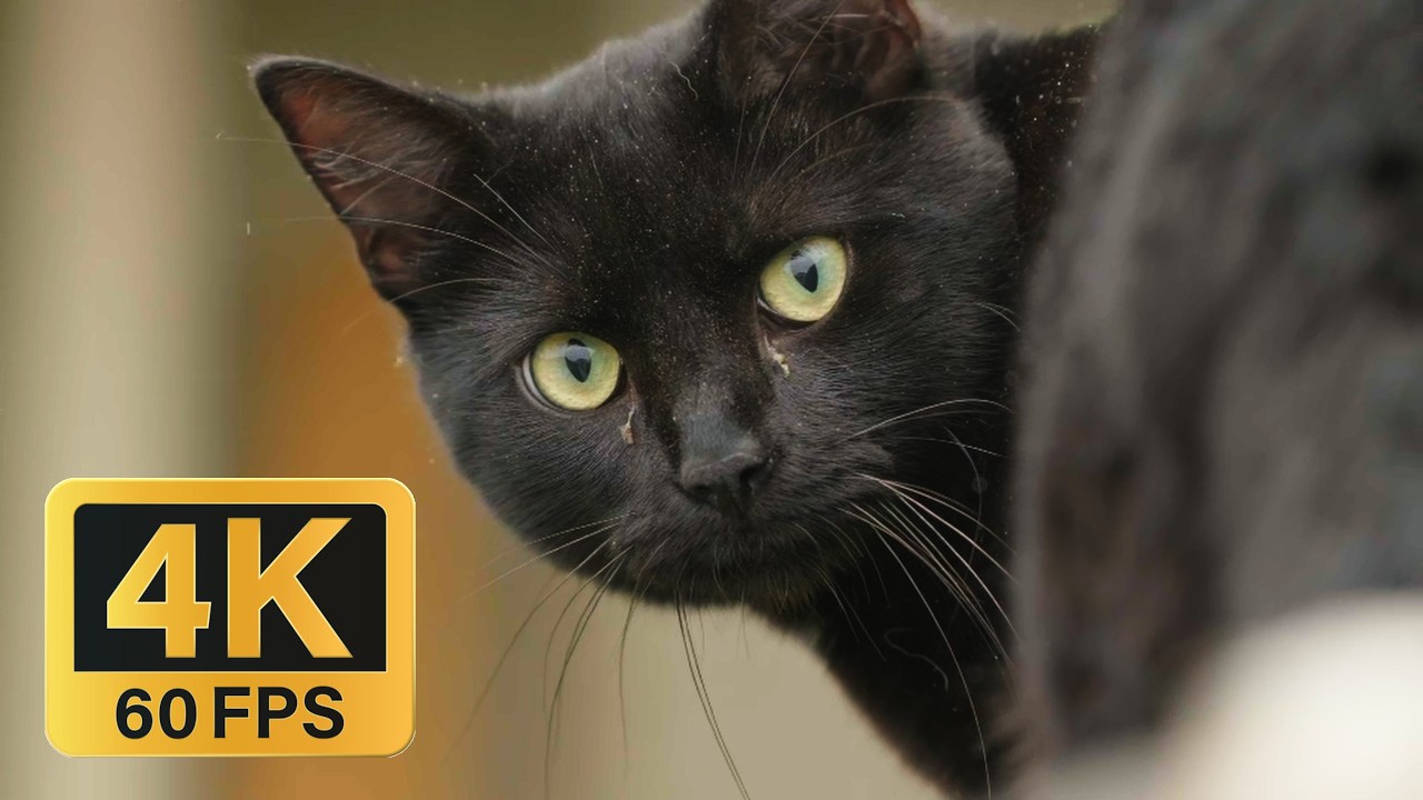 I made a cat video with Sony FX30 and Sirui sniper 75mm f1.2 AF 
