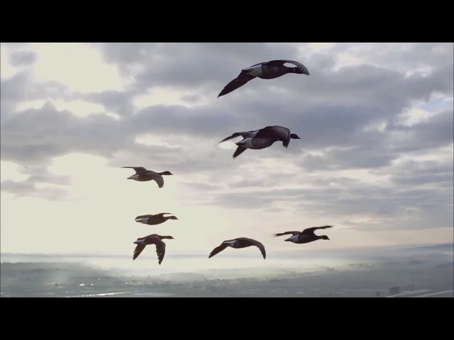 Len Duong Camp 2018 - Wisdom of Geese