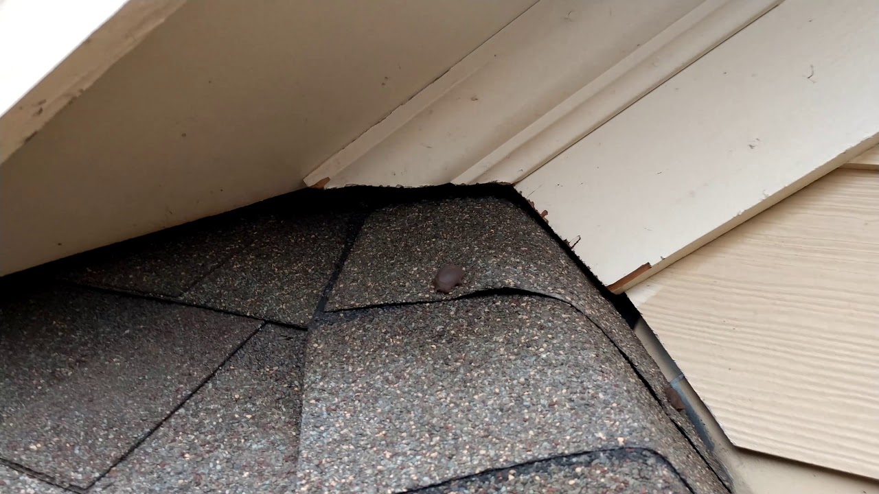 Bat Guano at a House in Atlanta YouTube