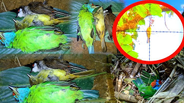 Yos hav zoov tua noog noj txiv 10/12/2025