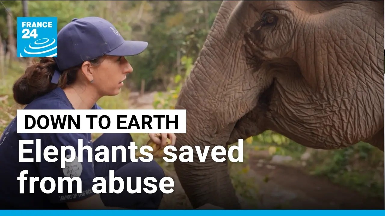 Frenchwoman buys elephants from abusive owners in Laos • FRANCE 24 English
