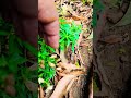 snapdragon flower seed collection tips l#reel #gardening #subscribe #snapdragon #ytstudio #viral