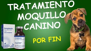 Medicamento para CURAR DISTEMPER  O MOQUILLO CANINO  SOROGLOBULIN