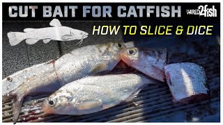 Cut Bait for Catfish | 3 Ways to Cut for Rigging