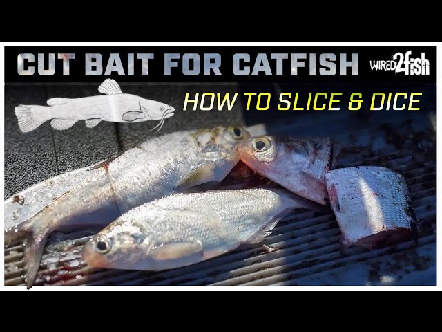 Cut Bait for Catfish  3 Ways to Cut for Rigging 