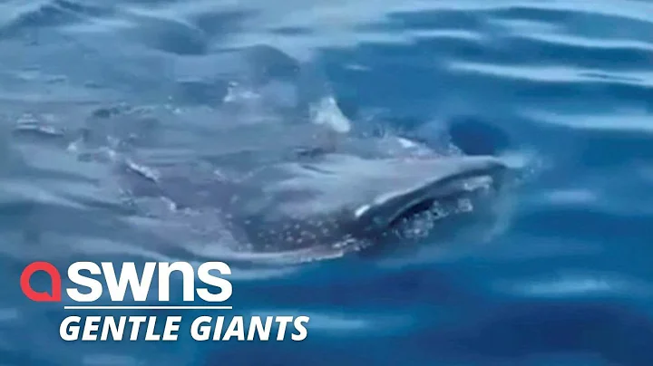 Watch: Close encounter between fishermen and three large WHALE SHARKS | SWNS