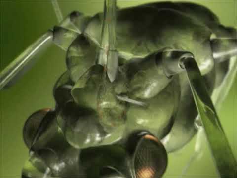 The Aphid: A Virus Vector Preview Clip hqdefault