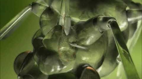 The Aphid: A Virus Vector Preview Clip