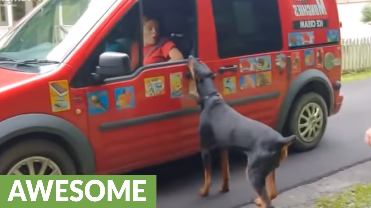 videos for cats Excited doberman waits for ice cream truck
