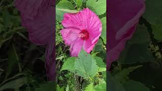 Luna Rose hibiscus 