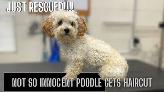 MATTED RESCUE GETS MUST WATCH TRANSFORMATION!!!!!!