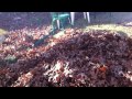 Dog with leaves (Dog vs. Leaves)