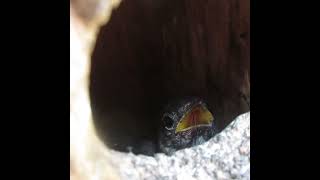 Feeding a Bluebird Chick a Worm #bluebird #birds #babybirds #birdeating #cute
