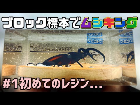昆虫標本 クリスタルガラス 昆虫標本】パプアキンイロクワガタ 飛翔型ガラスドーム展示(ミニ