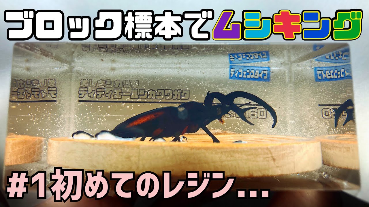 ムシキング】クリスタルレジンで本格的な樹脂標本！ - YouTube