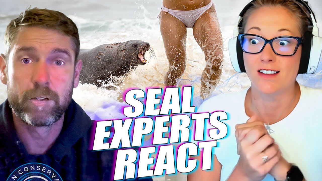 Rabies Outbreak in Seals Leaves Experts Stunned YouTube