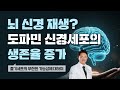 줄기세포를 먹어서 뇌로 가게 만들수있다? 뇌신경재생을 쉽게