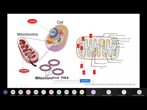 Vídeo: Encefalopatia Mitocondrial Ligada Ao VARS2: Relato De Dois Casos Que Aumentam O Fenótipo Clínico