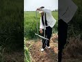 The Most Satisfying Way to Harvest! 🌱✨ #Shorts #Gardening