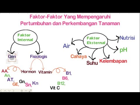 Video: Berapa Lama Pohon Pinus Tumbuh? 13 Foto Apa Yang Mempengaruhi Laju Pertumbuhan Kecambah? Bagaimana Cara Berhenti Tumbuh Tinggi? Bagaimana Cara Memberi Makan Untuk Mempercepatnya?