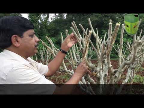 In Mulberry Tree Plantation In One Acre 400 Dfls Can Be Reared Dr Soil Used Golectures Online Lectures In Mulberry Tree Plantation In One Acre 400 Dfls Can Be Reared Dr Soil Used Golectures Online Lectures