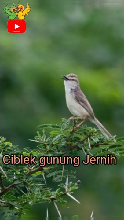 Ciblek gunung Jernih Gacor ngebren panjang