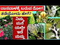 ದಾಸವಾಳದ ರೋಗವನ್ನು easy ಯಾಗಿ ತಡೆಯಿರಿ | ಹೆಚ್ಚು ಹೂವು ಪಡೆಯಿರಿ | How to prevent Pests of Hibiscus Plant |