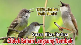 Pancingan Ciblek Betina Memanggil Jantan