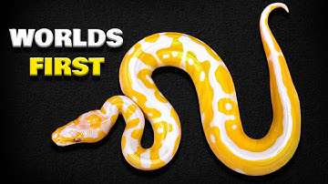 We Got Lucky With This Snake! Wish We made 2