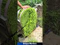 Efficient Water Spinach Cutting: Harvesting Fresh Vegetables