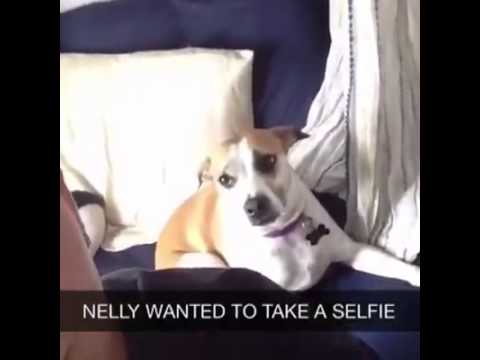 Dog takes selfie - Vine