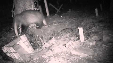 Badger Monitoring