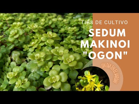 Video: Sedum Decorará El Jardín Y Fortalecerá La Salud