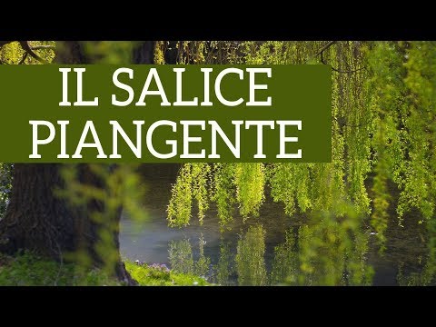 Video: Salice Bianco (35 Foto): Descrizione Del Salice Piangente Argenteo, Come Viene Chiamato In Latino, 