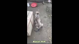 Afghan kochi pup #kochi #puppies #dog