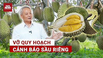 Cảnh báo: Vỡ quy hoạch sầu riêng, vết xe đổ 