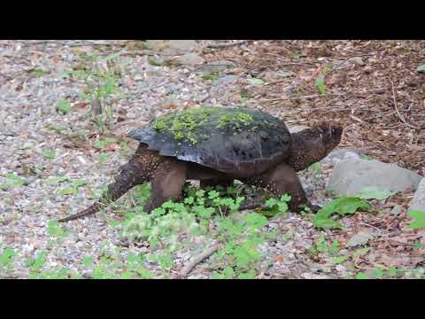 Fast-moving Snapping Turtle (for a Snapping Turtle)