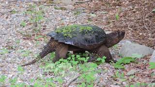 Fast-moving Snapping Turtle (for a Snapping Turtle)