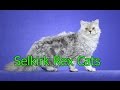 Selkirk Rex Cats ★ AnyFuns Channel の動画、YouTube動画。