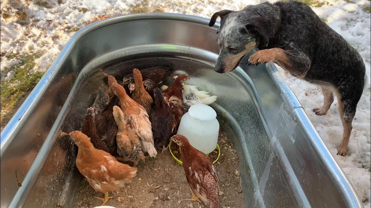 Chickens leaving the basement FINALLY! YouTube