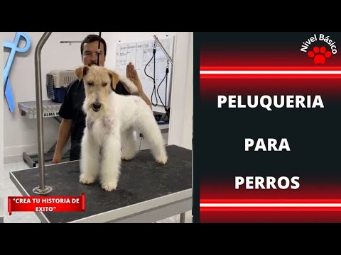 Aprende A Convertirte En Un Peluquero De Mascotas