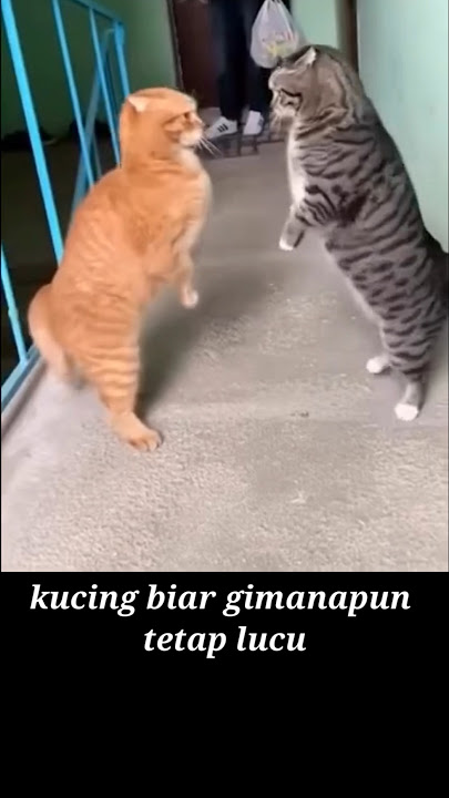 Download lagu kucing biar gimanapun tetap lucu banget #shots #kucinganggoralucudanimut