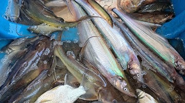 thực tế máy 32f đánh độ sâu 5,7m gặp toàn cá khủng