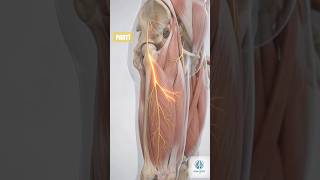 Why the Outside of Your Thigh Burns — Part 1 #humanbody #science