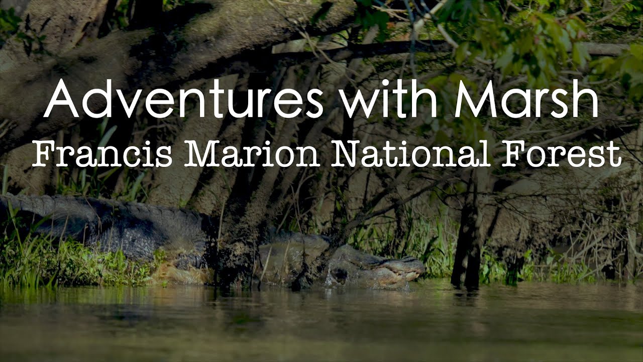 Adventures with Marsh in Francis Marion National Forest