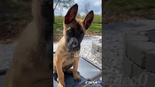 Tik Tok Kopek Vidyosu