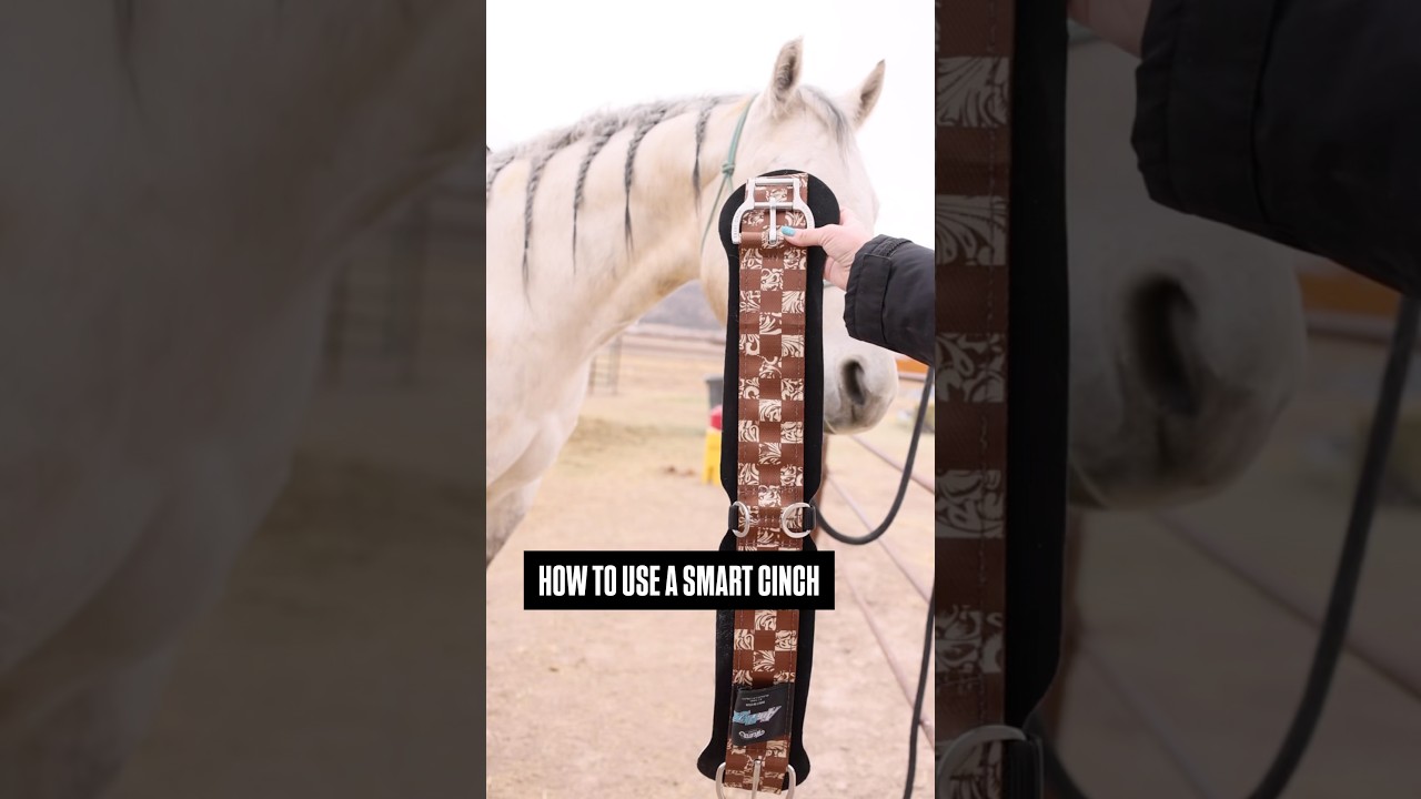 Вот как пользоваться умной подпругой от @weaver_equine.